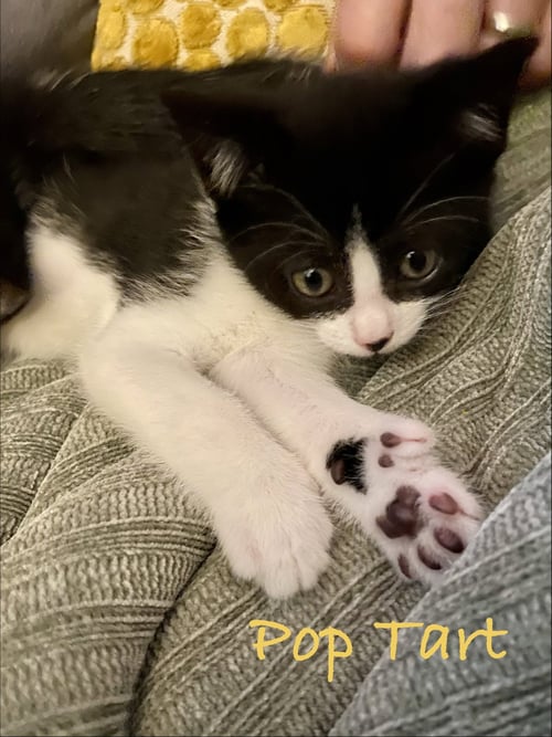 POPTART, WILLOW GROVE AREA, (FCID 07/22/2026-134) - Domestic Short Hair available for adoption