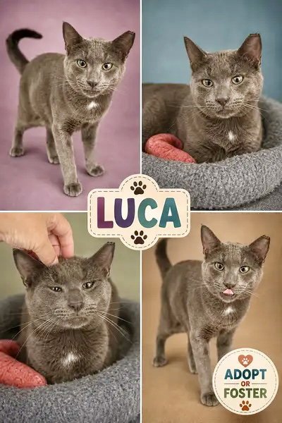 LUCA (FCID# 07/30/2026 - 38 TRAINER) - Domestic Short Hair available for adoption