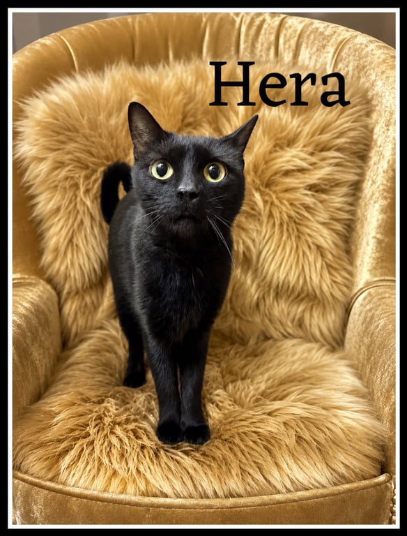Hera (FCID# 04/22/2026-145) Jenkintown PS Image