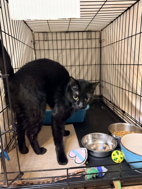 HERA (FCID# 04/22/2026-145) JENKINTOWN PS - Domestic Short Hair available for adoption
