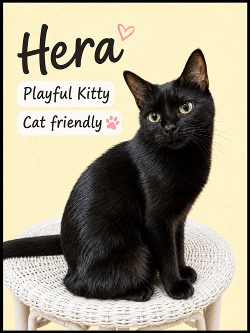 HERA (FCID# 04/22/2026-145) WILLOW GROVE PA - Domestic Short Hair available for adoption