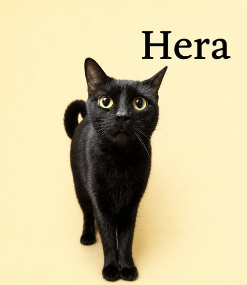 HERA (FCID# 04/22/2026-145) WILLOW GROVE PA - Domestic Short Hair available for adoption