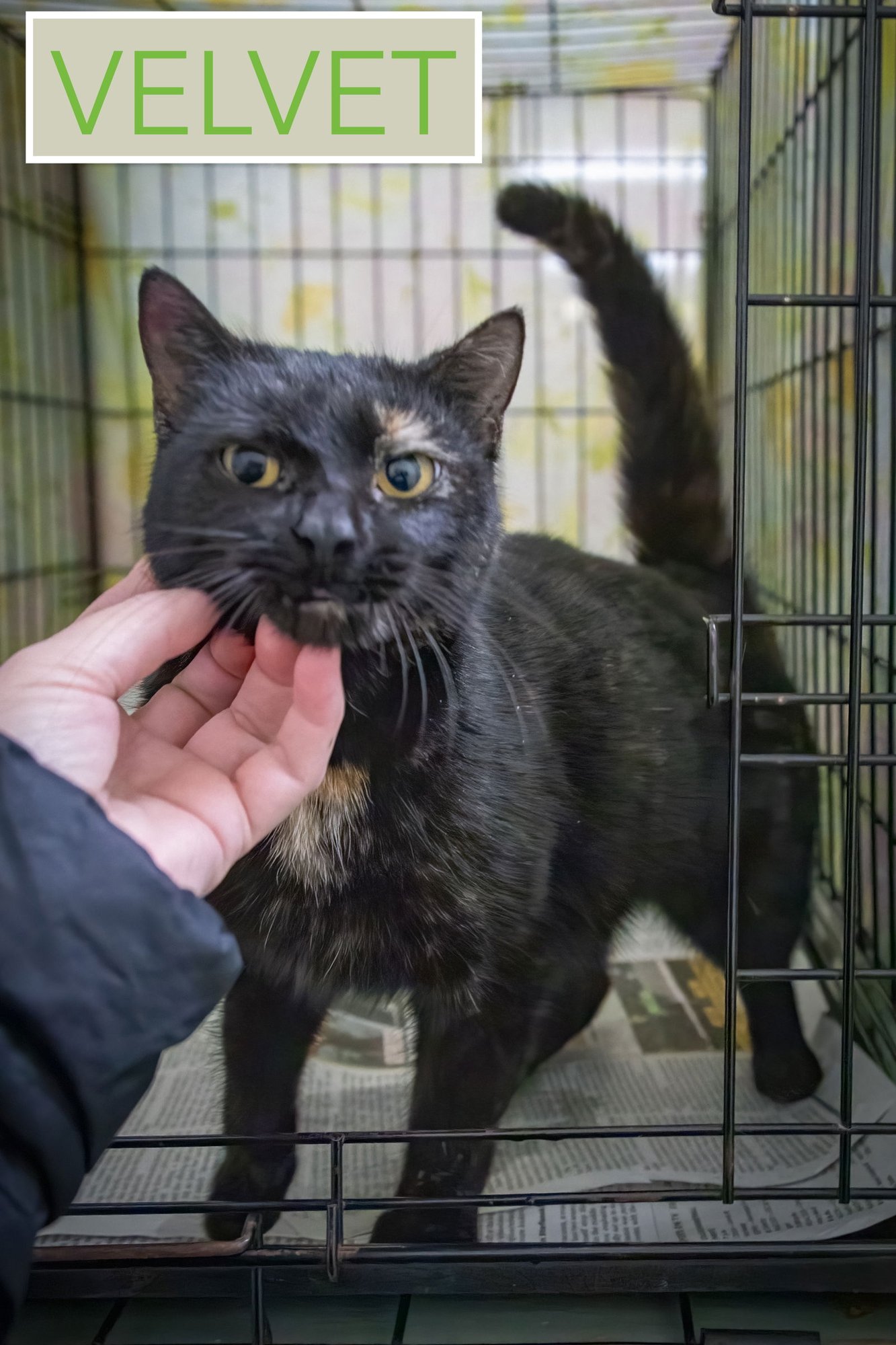 VELVET (FCID# 01/22/2026 - 29 TRAINER) - Tortoiseshell available for adoption