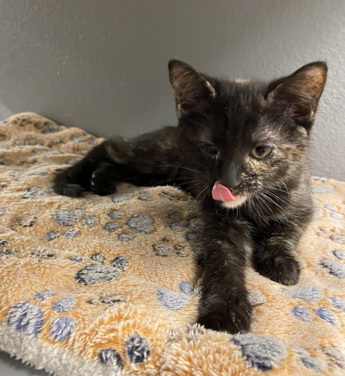 RAVEN #1 (FCID# 07/07/2026 - 9 WEST CHESTER PS) - Tortoiseshell available for adoption