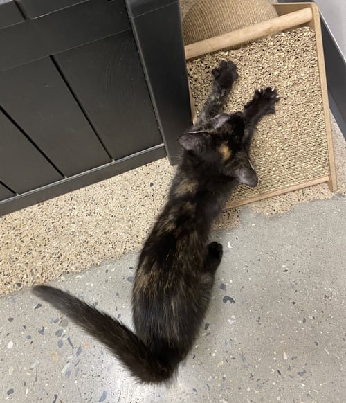 RAVEN #1 (FCID# 07/07/2026 - 9 WEST CHESTER PS) - Tortoiseshell available for adoption