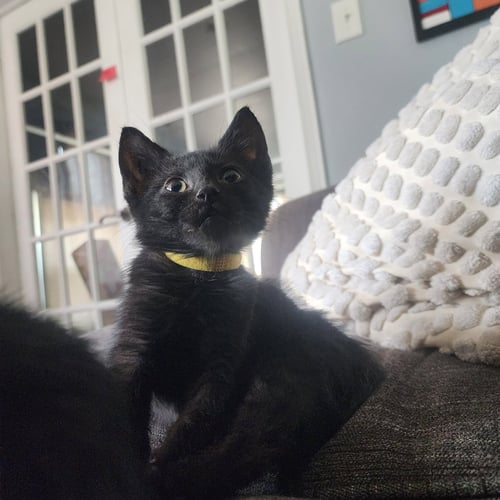 CIDER, WILLOW GROVE PS, (FCID 06/09/2026-118) - Domestic Short Hair available for adoption