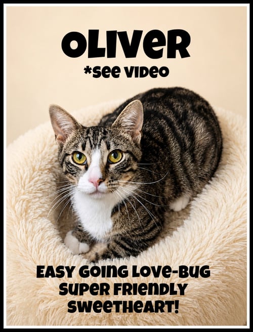 OLIVER (FCID# 05/19/2026 - 139) WILLOW GROVE - Domestic Short Hair available for adoption