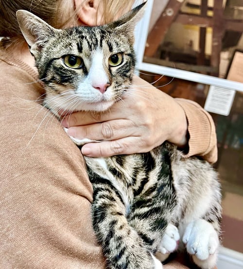 OLIVER (FCID# 05/19/2026 - 139) WILLOW GROVE - Domestic Short Hair available for adoption