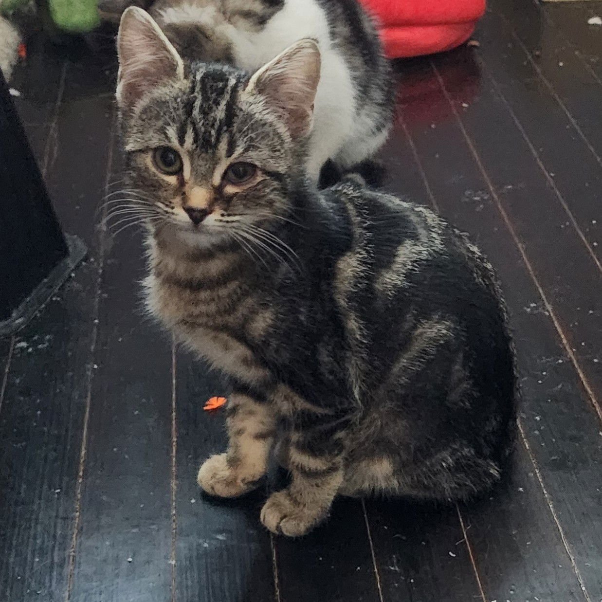 PUMA, WILLOW GROVE AREA, (FCID 01/13/2026-136) - Domestic Short Hair available for adoption