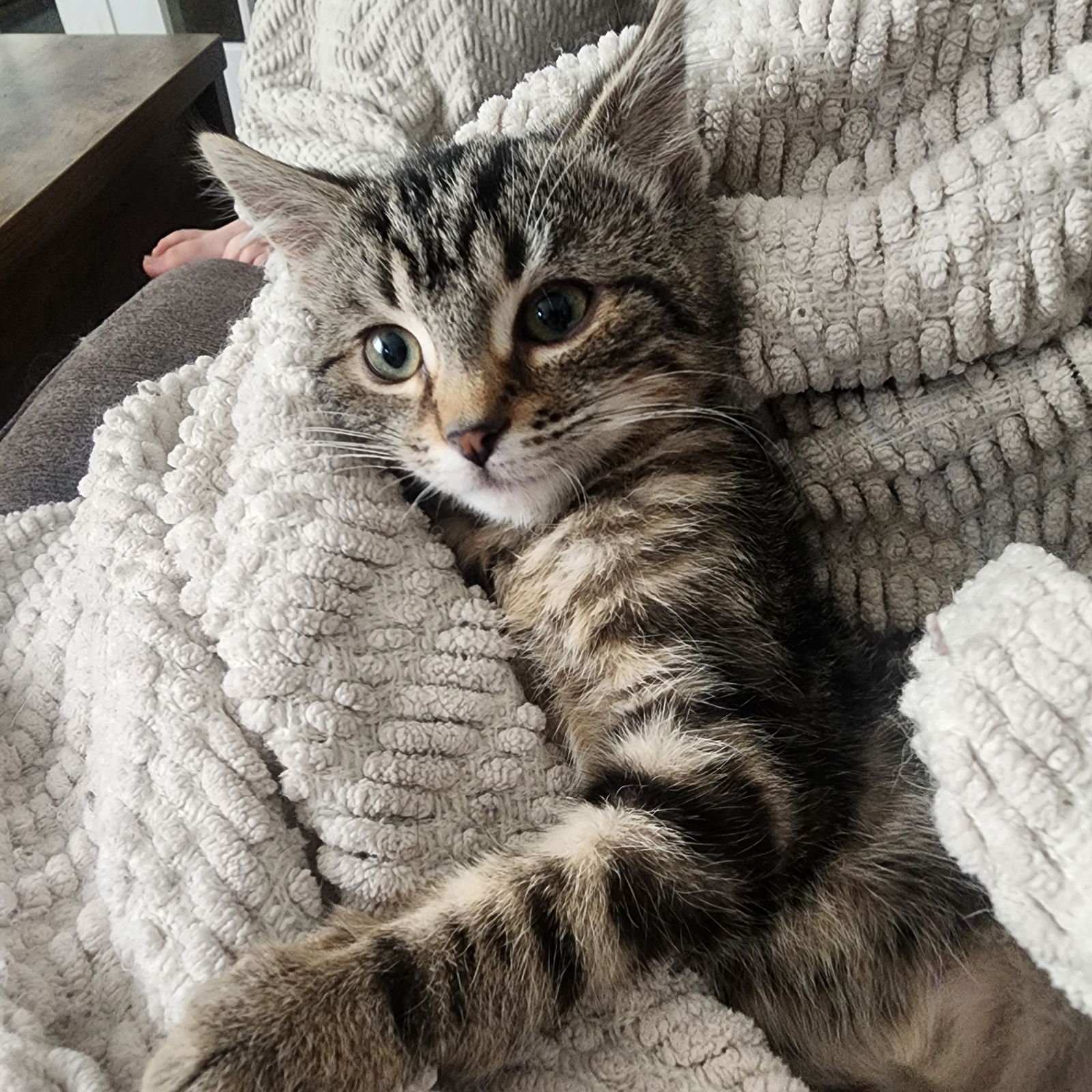 PUMA, WILLOW GROVE AREA, (FCID 01/13/2026-136) - Domestic Short Hair available for adoption