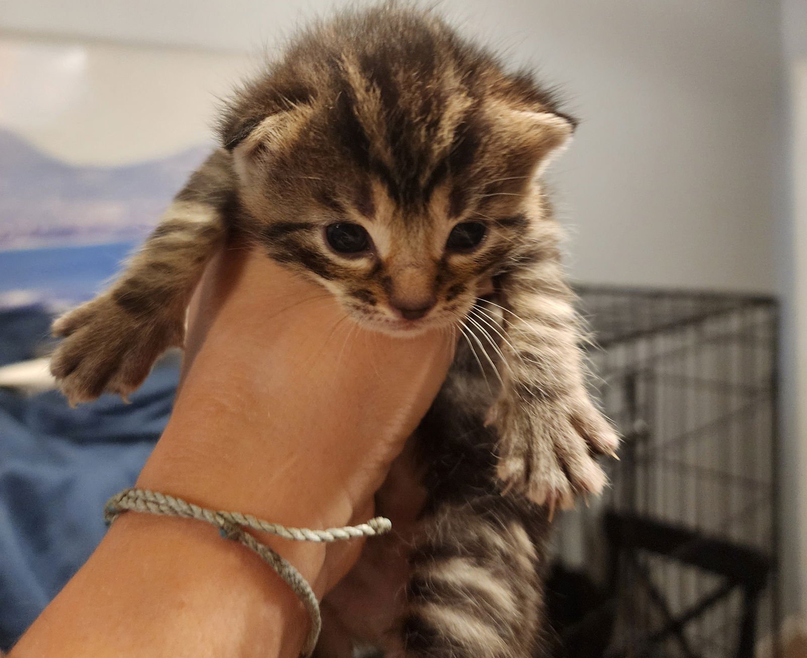 Puma, Willow Grove Area, (FCID 01/13/2026-136) - Photo 3