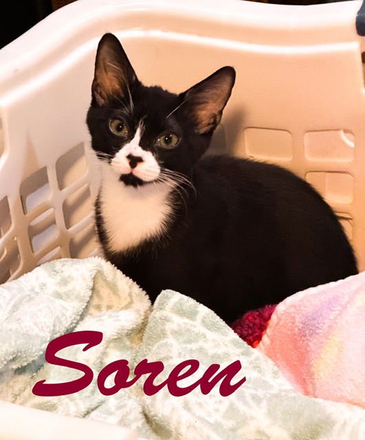 SOREN, WILLOW GROVE PS EVENT (FCID 1/13/26-152) - Domestic Short Hair available for adoption