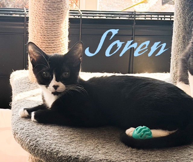 SOREN, WILLOW GROVE PS EVENT (FCID 1/13/26-152) - Domestic Short Hair available for adoption