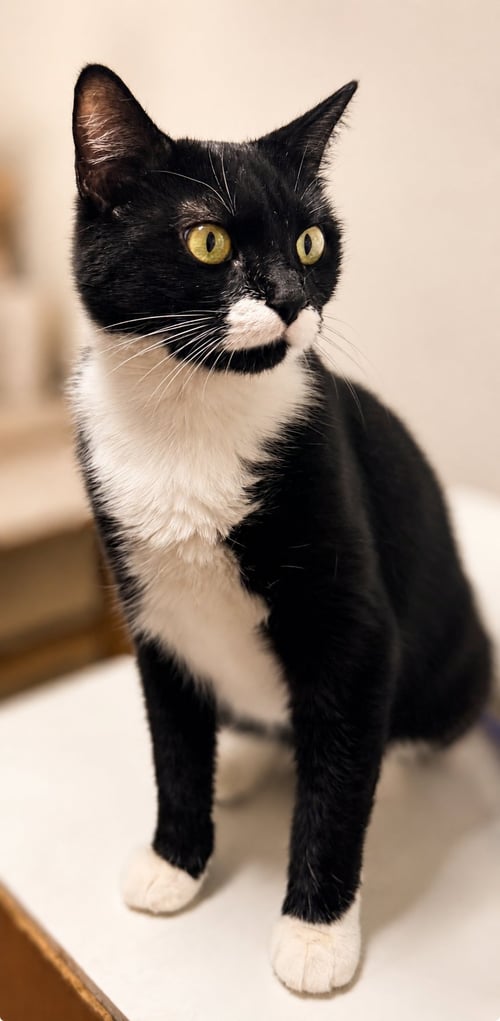 MERMAID (FCID# 05/19/2026 - 79) WILLOW GROVE - Tuxedo available for adoption