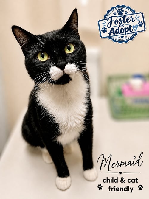 MERMAID (FCID# 05/19/2026 - 79) WILLOW GROVE - Tuxedo available for adoption