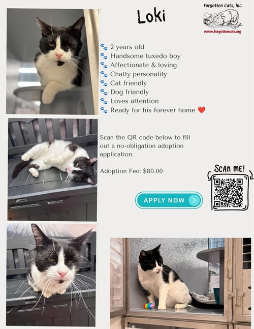 LOKI (FCID# 12/29/2025 - 10 MILLSBORO PS) DC - Domestic Short Hair available for adoption