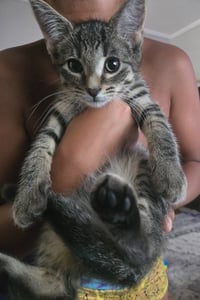 Frodo (FCID# 06/24/2026 - 2) KC - Photo 1