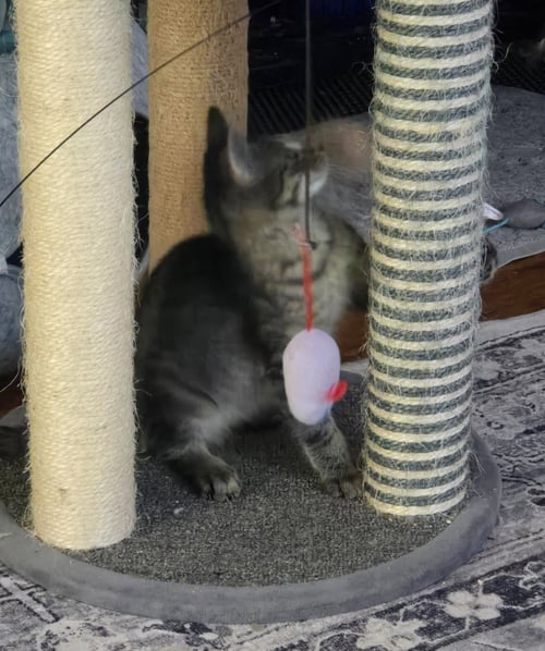 FRODO (FCID# 06/24/2026 - 2 BROOKHAVEN PS) KC - Tabby available for adoption
