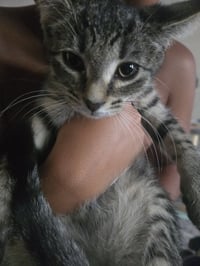 Frodo (FCID# 06/24/2026 - 2) KC - Photo 3