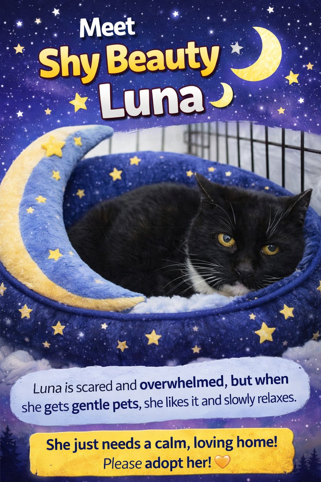 LUNA (FCID# 03/13/2026 - 1) - Tuxedo available for adoption