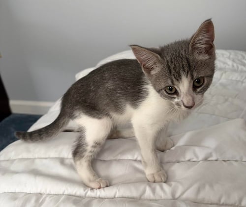 EDDIE (FCID# 05/20/2026 - 14 WEST CHESTER FOSTER) - Tabby available for adoption