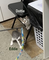 Eddie (FCID# 05/20/2026 - 14 West Chester foster) - Photo 4