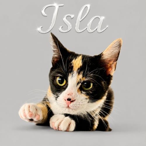 ISLA (FCID# 07/06/2026 - 68) DC - Calico available for adoption
