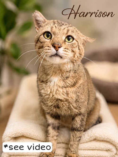 HARRISON, WILLOW GROVE PA (FCID# 06/09/2026-107) - Tabby available for adoption