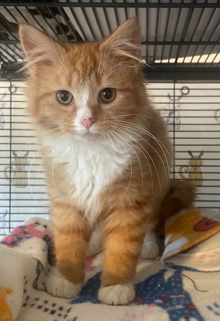 SUZIE:  DLH (FCID# 01/20/2026 - 83) C - Domestic Long Hair / Tabby available for adoption