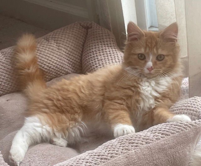 SUZIE:  DLH (FCID# 01/20/2026 - 83) C - Domestic Long Hair / Tabby available for adoption