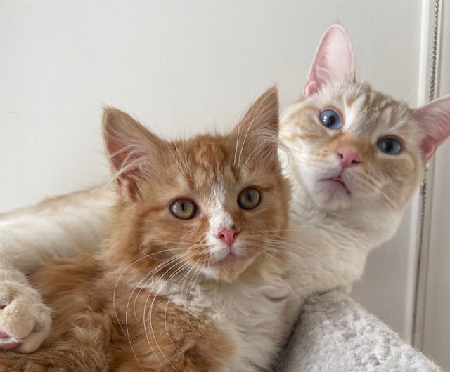 Suzie:  DLH (FCID# 01/20/2026 - 83) C - Photo 3