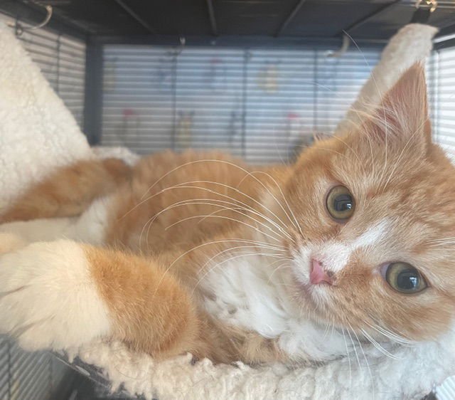 Suzie:  DLH (FCID# 01/20/2026 - 83) C - Photo 4