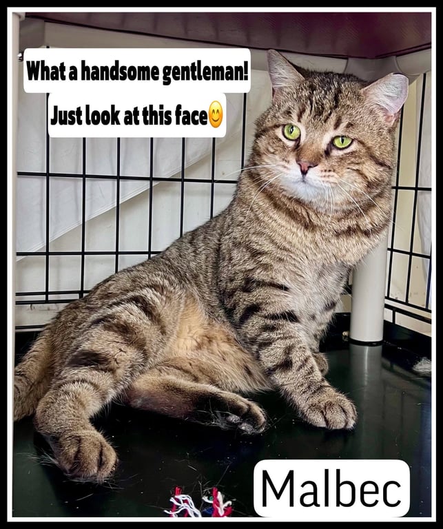 Malbec (FCID# 03/04/2026-106 Image