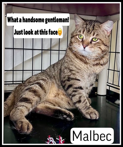 MALBEC (FCID# 03/04/2026-106 - Tabby available for adoption