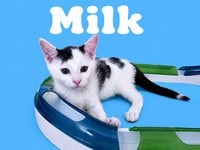 Milk (FCID# 06/09/26-35 Middletown PS) - Photo 1