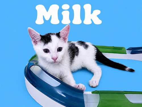 MILK (FCID# 06/09/26-35 MIDDLETOWN PS) - Domestic Short Hair available for adoption