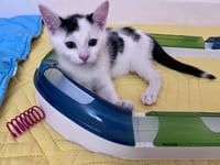 Milk (FCID# 06/09/26-35 Middletown PS) - Photo 3