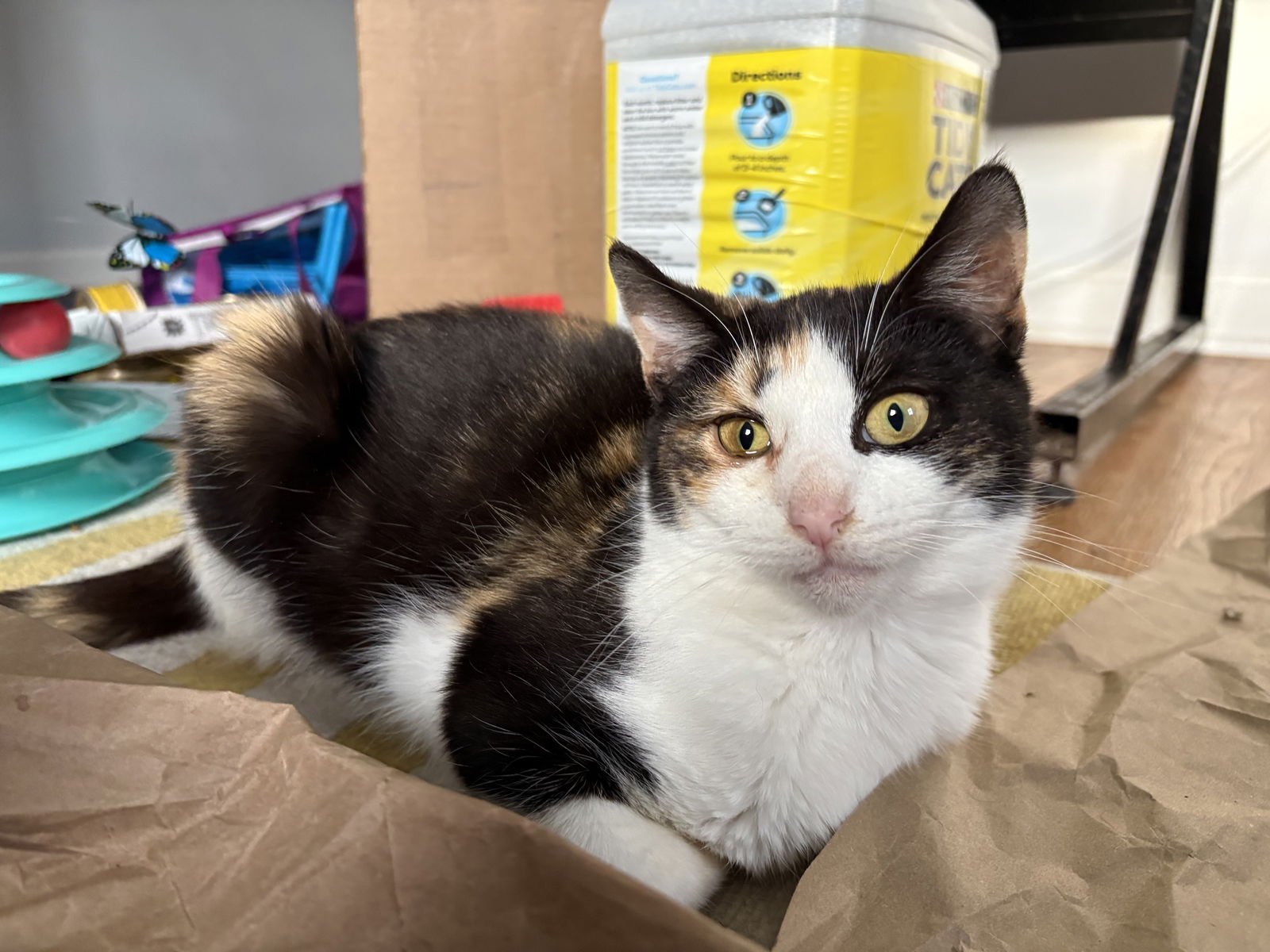 LARK (FCID# 12/29/2025 - 27 BRANDYWINE PS) C - Calico available for adoption