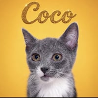 Coco (FCID# 07/07/2026 - 13 Middletown PS) DC - Photo 2