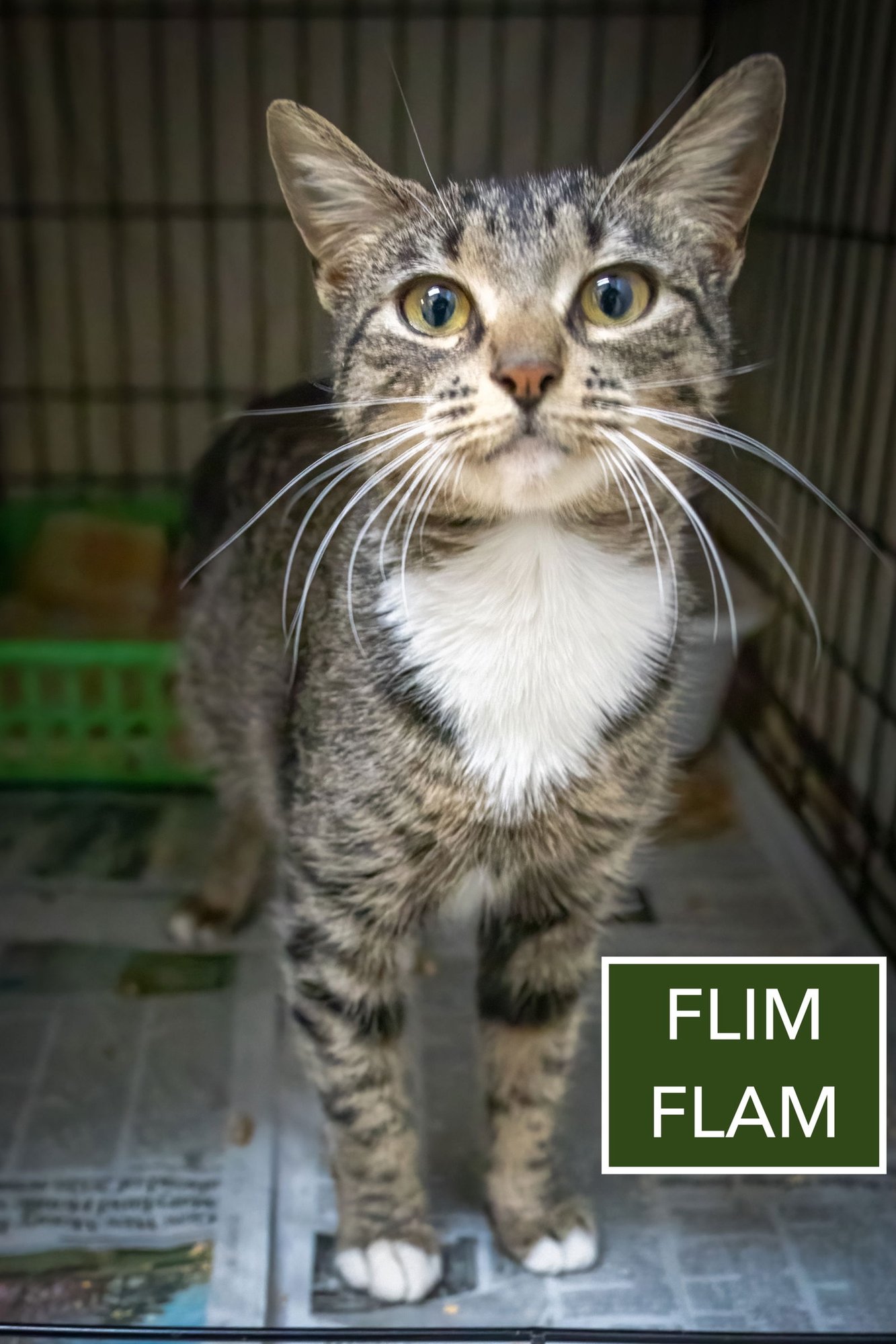 FLIM FLAM (F) (FCID# 01/12/2026-97 MILLSBORO PS) C - Tabby / Tuxedo available for adoption