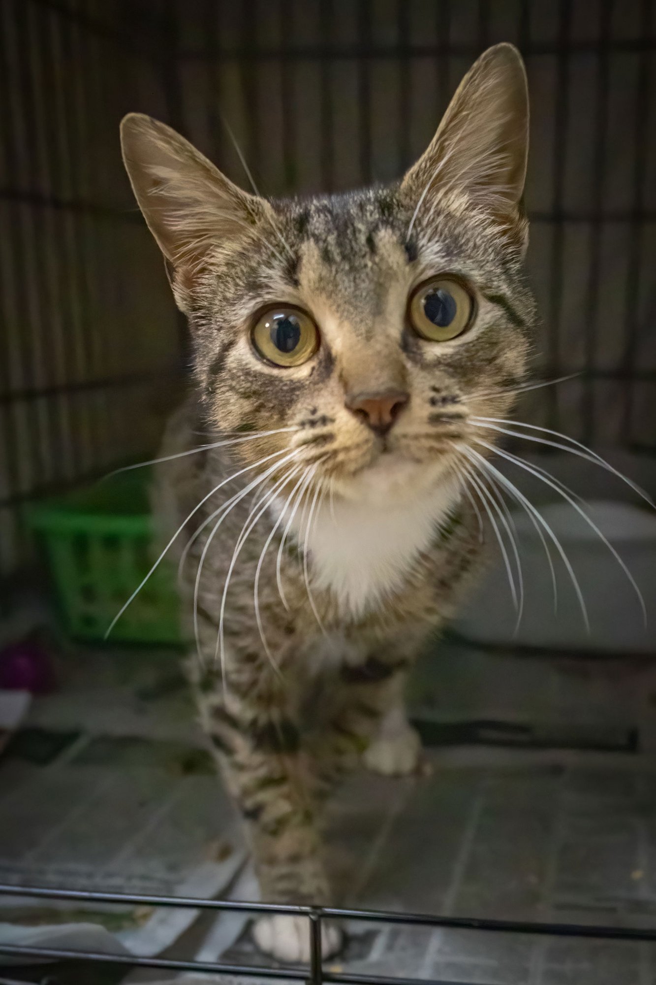 FLIM FLAM (F) (FCID# 01/12/2026-97 MILLSBORO PS) C - Tabby / Tuxedo available for adoption