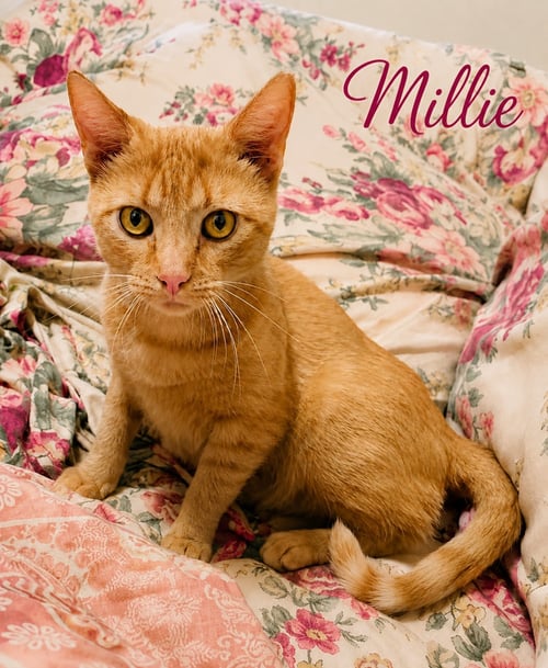 MILLIE (FCID# 04/08/2026 - 23 MILLSBORO FOSTER) - Tabby available for adoption