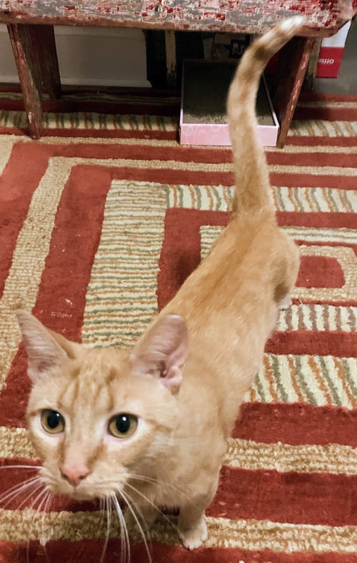MILLIE (FCID# 04/08/2026 - 23 MILLSBORO FOSTER) - Tabby available for adoption