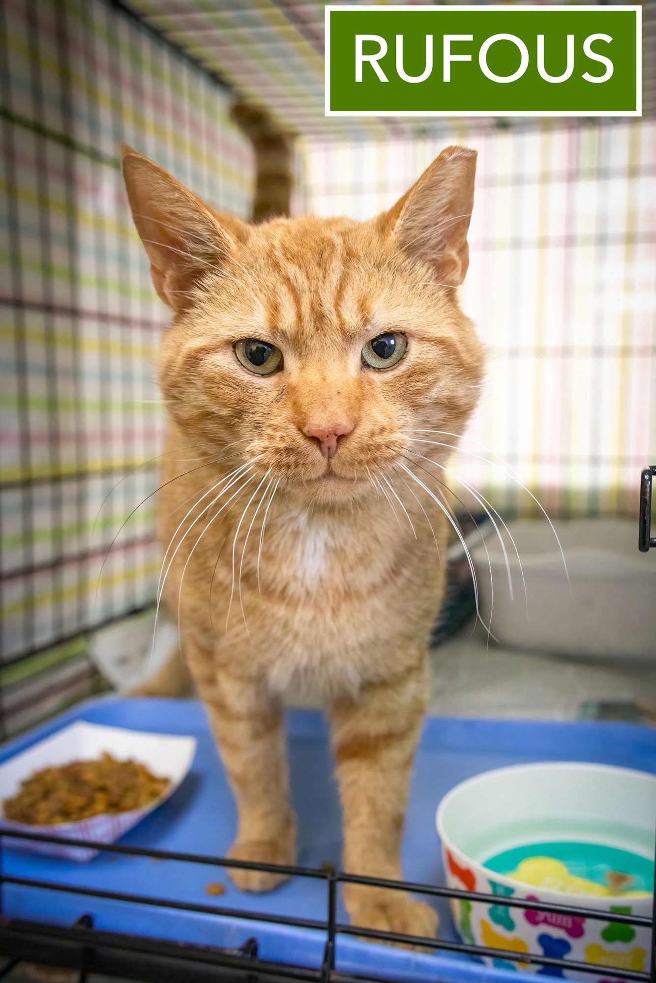 RUFOUS (FCID# 01/12/2026 - 522 TRAINER) - Tabby available for adoption