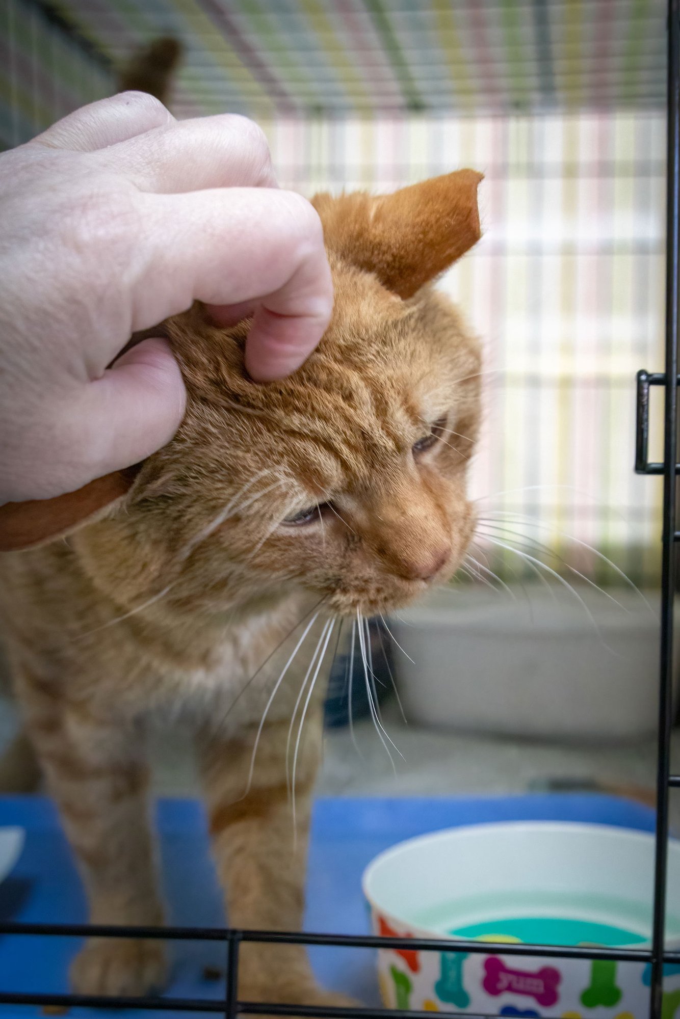 RUFOUS (FCID# 01/12/2026 - 522 TRAINER) - Tabby available for adoption