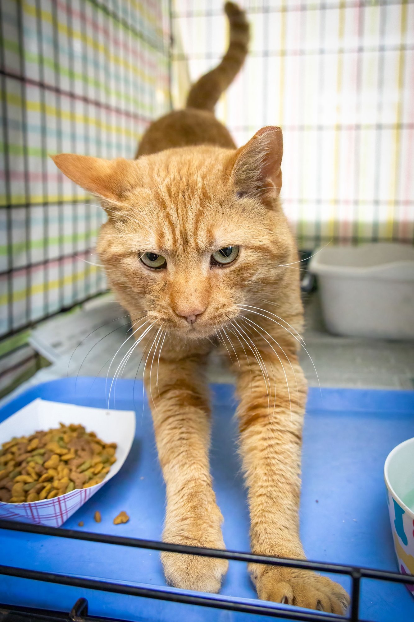 Rufous (FCID# 01/12/2026 - 522 Trainer) - Photo 3