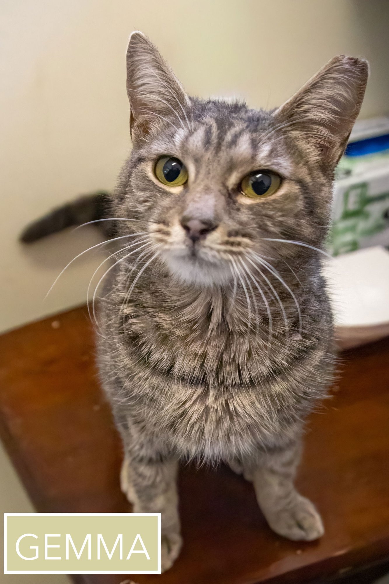 GEMMA (FCID# 02/16/2026 - 98 WEST CHESTER FOSTER) - Tabby available for adoption