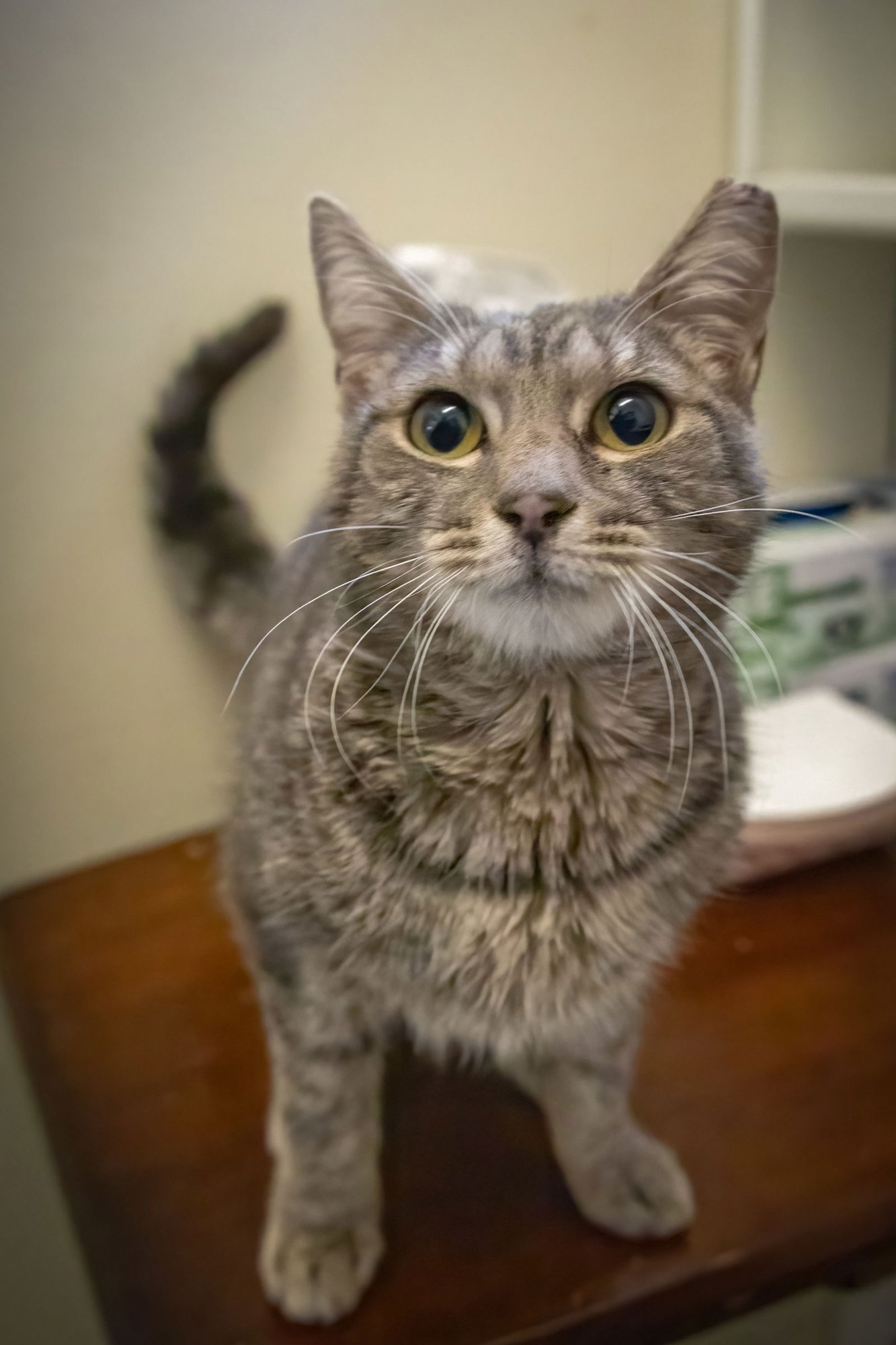 GEMMA (FCID# 02/16/2026 - 98 WEST CHESTER FOSTER) - Tabby available for adoption