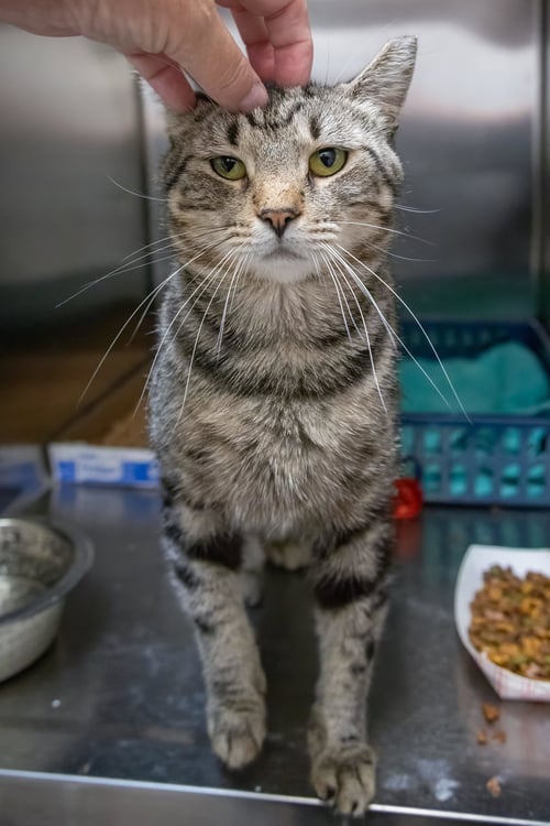 GABRIEL (FCID# 06/30/2026 - 60 TRAINER) - Tabby available for adoption