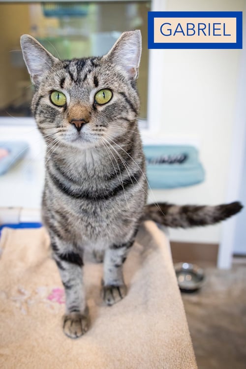 GABRIEL (FCID# 06/30/2026 - 60 TRAINER) - Tabby available for adoption